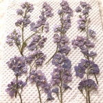 特価　ワスレナグサ押し花　薄紫