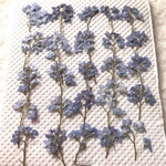 特価　ワスレナグサ押し花　ブルー