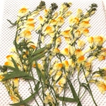 リナリア　押し花