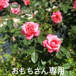 こちらは専用ページです