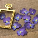 押し花【ビオラ20個】10個×2袋パープル