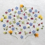 押し花186 アソート無着色