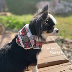 Chèque tartan タータンチェック♡ わんちゃんマフラー SS~S