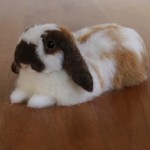 *satoishi0516様リクエスト*ロップイヤーのうさぎさん 羊毛フェルト  ブロークンオレンジ