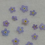 忘れな草（薄いパープル系）１０輪　押し花素材　
