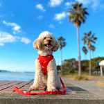 クリスマス ハーネス クマさんサンタ　レース付き   犬猫 残り1点