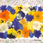♡new♡  ♡可愛い押し花セット♡ ♡使いやすい少量の押し花セット♡