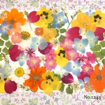 ♡new♡  ♡可愛い押し花セット♡ ♡使いやすい少量の押し花セット♡