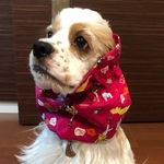 カフェのおねえさん柄❤︎ピンク　中型犬用スヌード　犬用スヌード