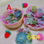 多肉植物Aカット苗アソート中小ミックス