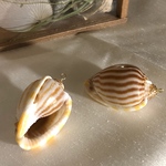 カズラガイ（カン付き）