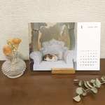 モロッコの猫 卓上カレンダー 2020 