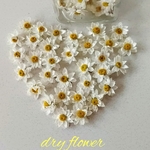 再7販💛花かんざしドライ30個💛530円