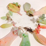 値下げ中✨発根済葉挿し 10種類