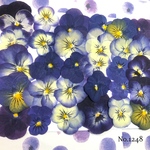 ♡new♡送料無料 ☆ビオラ☆ 押し花セット
