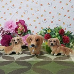 samochan425様専用ページ🐶🐶