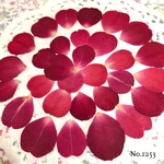 ♡new♡作家様必見♡ 花びらがいっぱい♡ 押し花セット