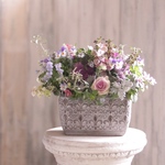 フリルハボタンとうっとりビオラの花束植え