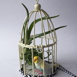 セキセイインコ エアプランツつき 
