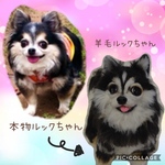 オーダー品　チワワのルックちゃん