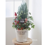 ラスト❁⃘*.ﾟꫛꫀꪝ✧‧˚サンタさんのXmasツリープレゼントにも