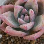 パクさん苗⭐️chさまオーダー⭐️コロラタhyb⭐️多肉植物