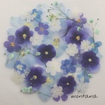 457.押し花アソート〜ブルー系 お花 mix 押し花素材