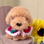 トイプードル～お座り