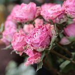 マダムボンバスティック SPバラの Dry Flower（12輪：3本）