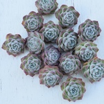 多肉植物 CrystalRose クリスタルローズ　エケベリア属