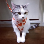 ヒヨコ ハーネス・リード 鈴タッセル付き 裏地ふんわり 犬 猫 パピー オススメ