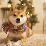 コロリトゥーラ ♛ 7色展開 犬用MIXスヌード  