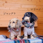 マリーノ ♛ 7色展開 犬用MIXスヌード  