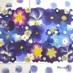 ♡new♡  ♡可愛い押し花セット♡ ♡使いやすい少量の押し花セット♡