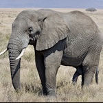 大山様専用カート　イタグレ服