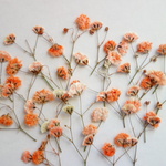 押し花素材・かすみ草