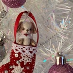クリスマスブーツ　仔犬　