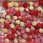 千日紅大～特大 ６色 １５０個 今夏収穫ドライ 