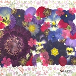 ♡new♡  ♡可愛い押し花セット♡ ♡使いやすい少量の押し花セット♡