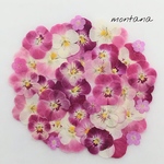 461.押し花アソート〜ピンク系 ピオラ 押し花素材