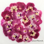 462.押し花アソート〜赤系 ビオラ 押し花素材