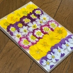 お花屋さんが作ったプリムラのドライフラワーお詰め合わせ    う17