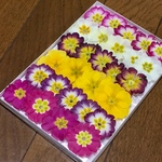 お花屋さんが作ったプリムラのドライフラワーお詰め合わせ    う18