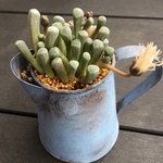 多肉✳︎メセン✳︎ベビートゥ✳︎リメ缶植え
