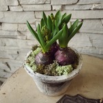 ヒヤシンス　鉢植え　植物のみもok