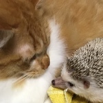 meme様 オーダー品