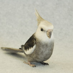 オカメインコ　ホワイトフェイス　1707172