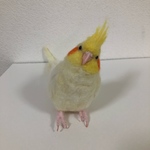 羊毛フェルトのオカメインコ