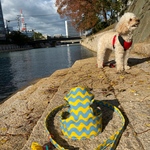 ハーネス☆ マリンストライプイエロー　ハーネス・リード 鈴タッセル付き 猫 犬 パピー