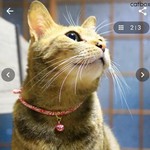 chaporin917様専用まわし首輪（子猫＆成猫用）・Hot Red